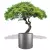 Szara donica D901F z drzewkiem bonsai