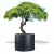 Antracytowa donica D901FE z drzewkiem stylizowanym na bonsai