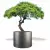 Szara donica D901FE z drzewkiem stylizowanym na bonsai