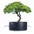 Antracytowa donica D901GD z drzewkiem stylizowanym na bonsai