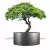 Szara donica D901GD z drzewkiem stylizowanym na bonsai