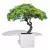 Biała donica D992F z drzewem bonsai