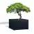 Antracytowa donica D992FD z ciętym drzewkiem bonsai