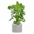 Monstera w donicy AMBIENTE 35 szary beton