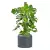 Monstera w donicy AMBIENTE 35 antracyt mat