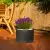 Lawenda w donicy D101A grafitowy beton