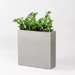 Zamiokulkas, roślina do biura, donice biurowe