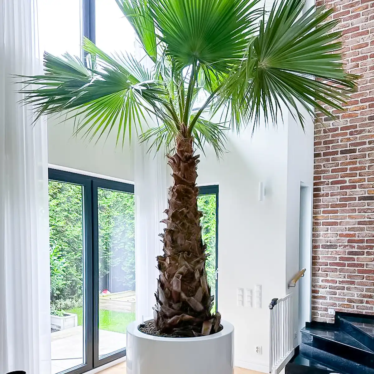 Tropikalna palma we wnętrzu - popularne gatunki, pielęgnacja i dobór donicy.