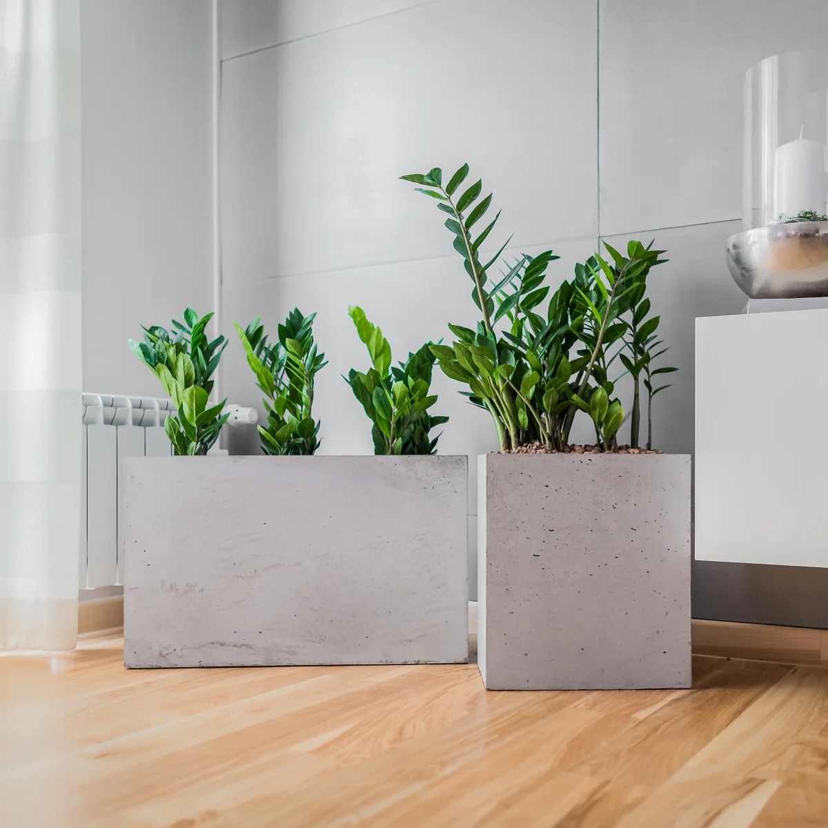 Jak uprawiać i pielęgnować zamiokulkasa? Czy zamiokulkas to idealna roślina do domu i biura?