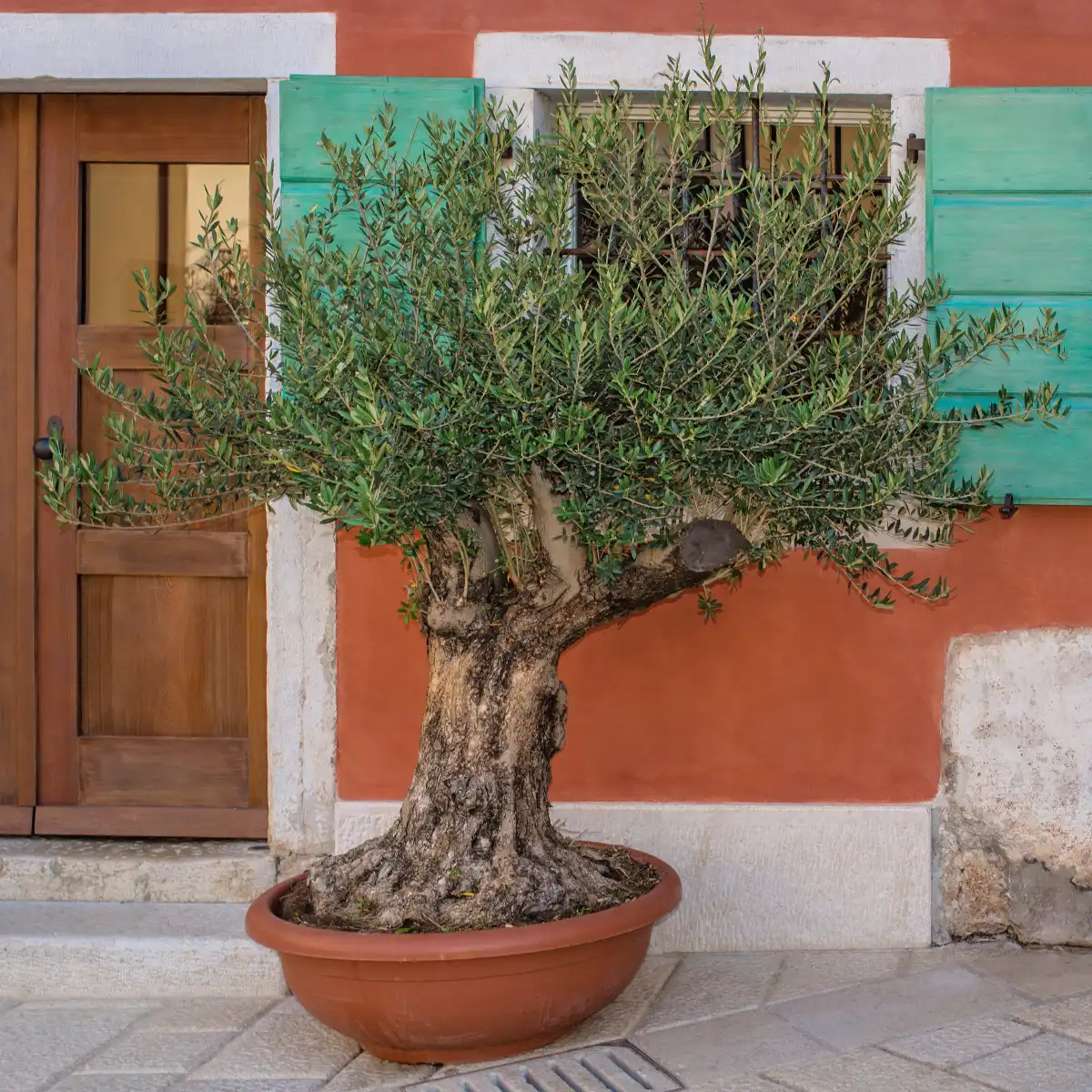 Tajniki uprawy drzewek oliwnych w donicach: Jak stworzyć śródziemnomorską oazę na tarasie?